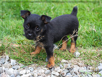 Brussel griffon yorky cross puppy for sale